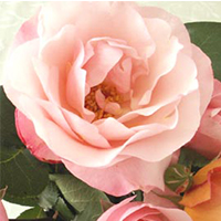 Née dans une rose...